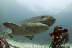 Sevengill shark at Simon’s Town by Peter De Maagt 